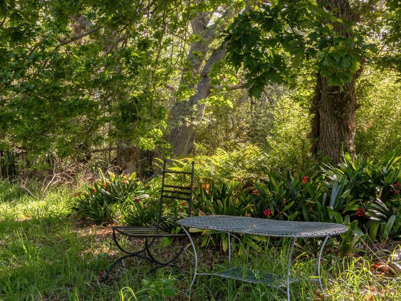 A tranquil, shaded garden area featuring mature trees and established shrubbery, providing a natural and peaceful outdoor setting.