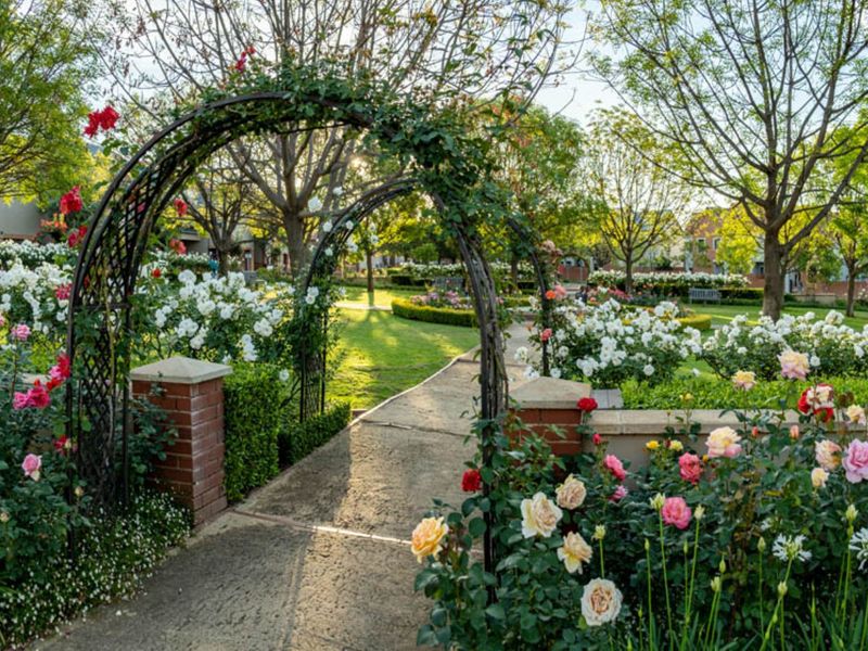 A beautifully landscaped garden featuring a metal archway, established rose beds, manicured hedging, and a concrete pathway leading through the lush green space.