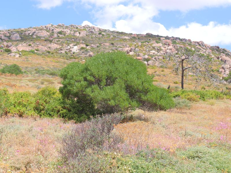 Stunning vacant land for sale in St Helena Views - Photo 6