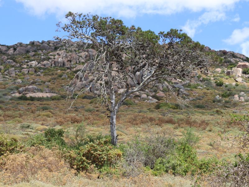 "Prime 499m2 vacant land for Sale in Kapteins Kloof, St Helena Views in St Helena Bay - Photo 5