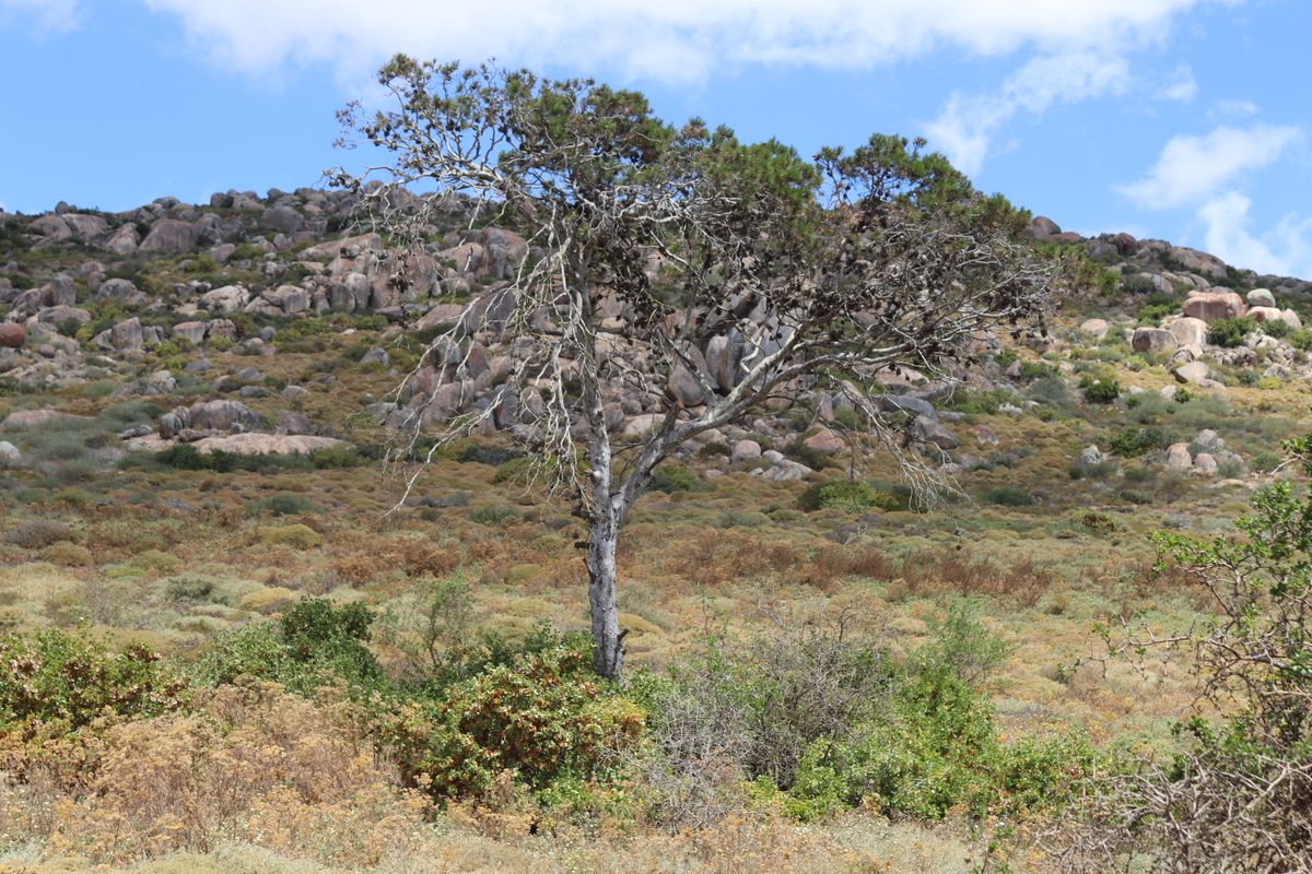"Prime 499m2 vacant land for Sale in Kapteins Kloof, St Helena Views in St Helena Bay - Photo 5