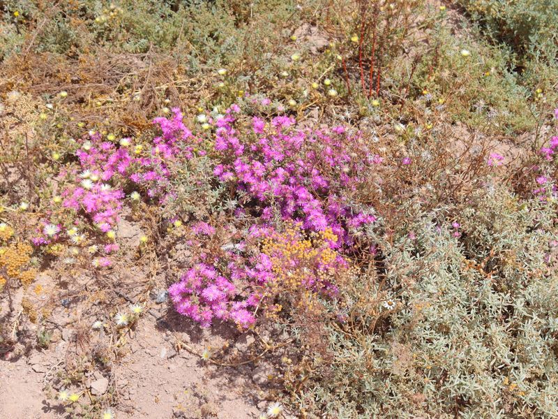 "Prime 499m2 vacant land for Sale in Kapteins Kloof, St Helena Views in St Helena Bay - Photo 3