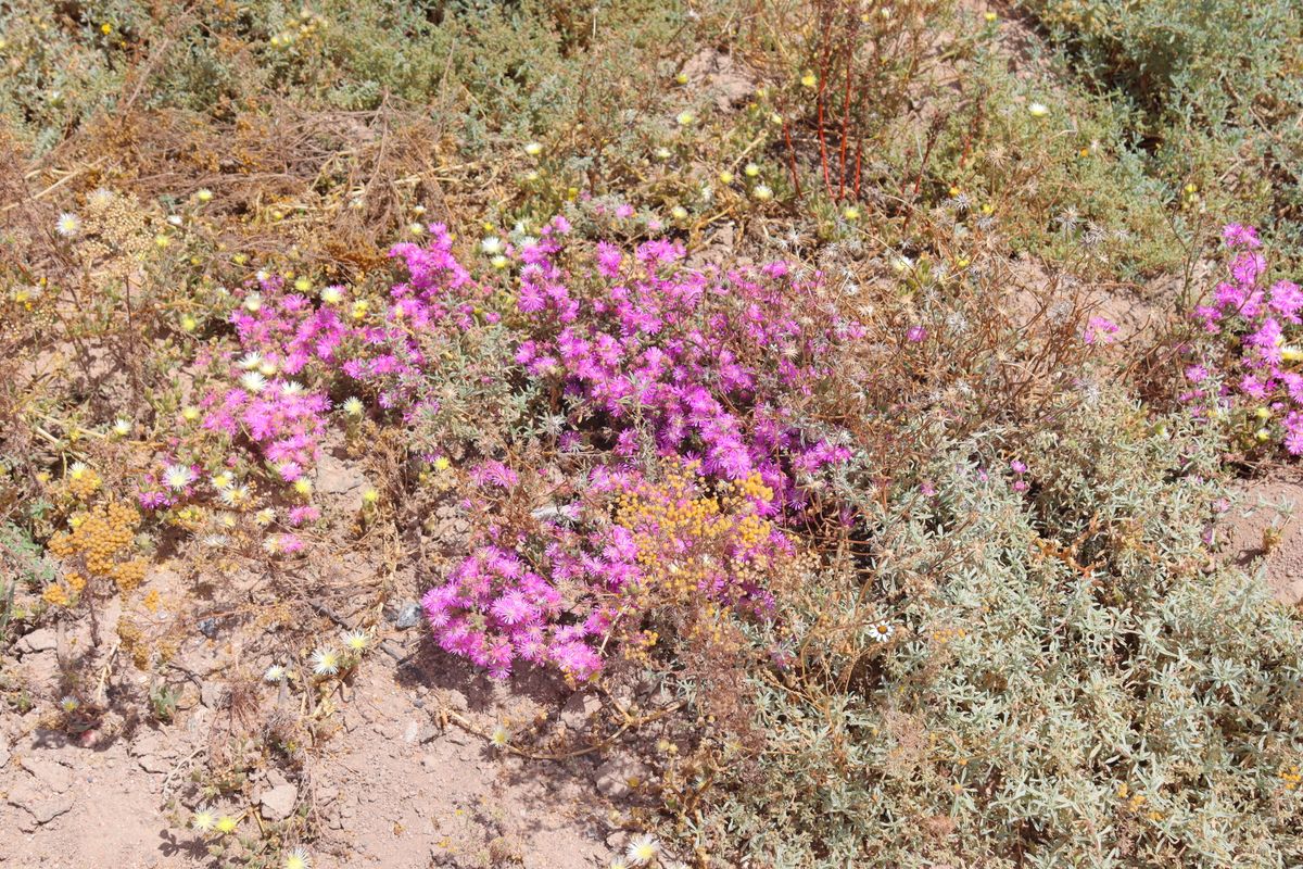 "Prime 499m2 vacant land for Sale in Kapteins Kloof, St Helena Views in St Helena Bay - Photo 3