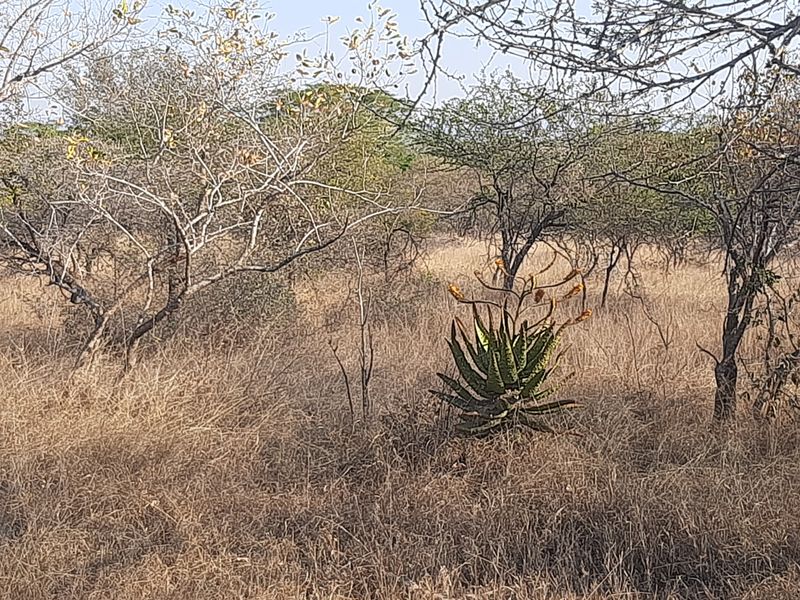 STRATHMORE ECO ESTATE: LAST AVAILABLE CROCODILE RIVER STAND - Photo 8