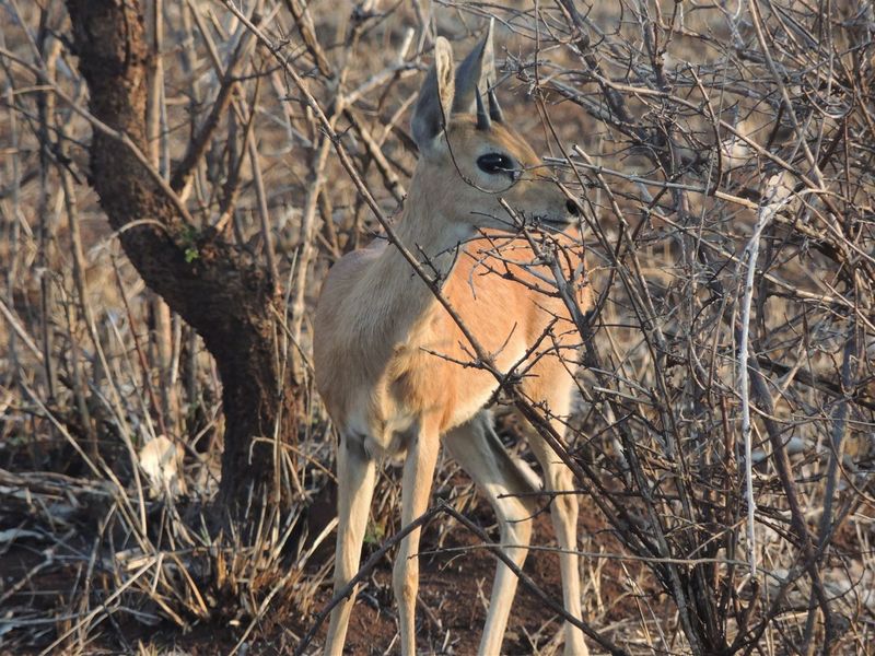 STRATHMORE ECO ESTATE: LAST AVAILABLE CROCODILE RIVER STAND - Photo 10