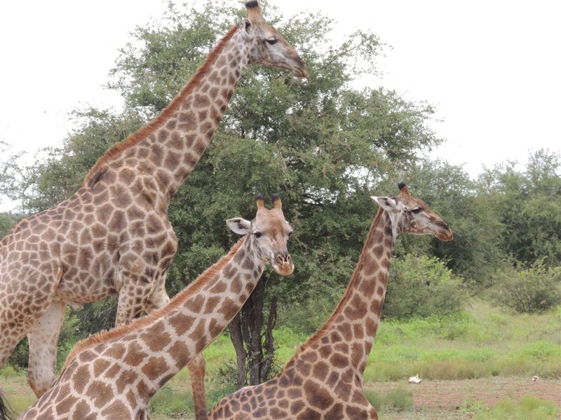 STRATHMORE ECO ESTATE: LAST AVAILABLE CROCODILE RIVER STAND - Photo 9