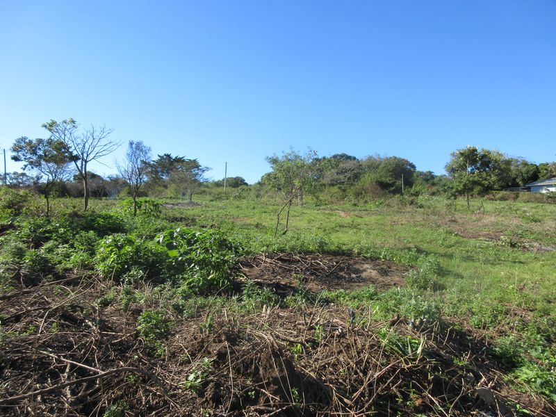 A view of a vacant residential plot featuring natural vegetation, mature trees, and cleared land under a clear blue sky.