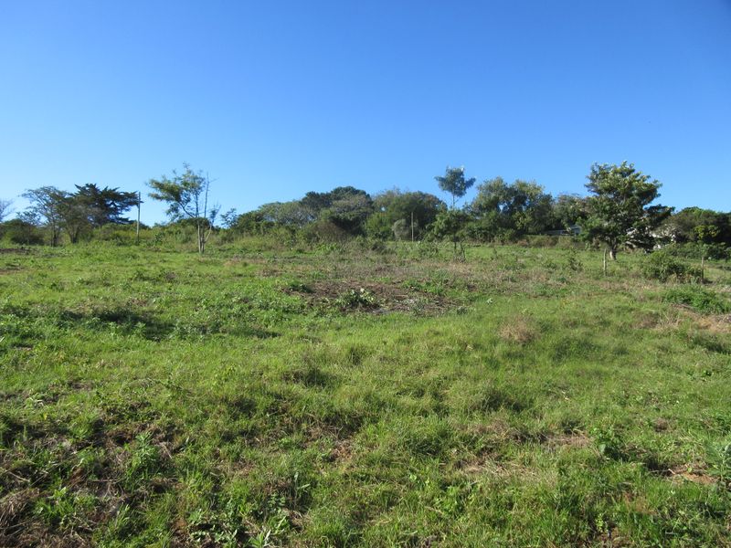 A view of a vacant residential plot featuring natural grassland and mature trees under a clear blue sky.