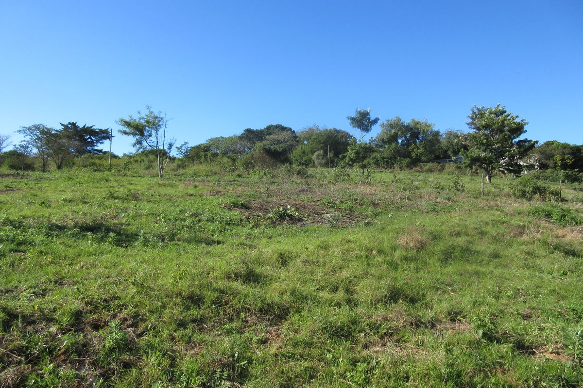A view of a vacant residential plot featuring natural grassland and mature trees under a clear blue sky.