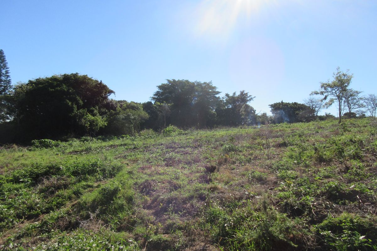 A view of the vacant residential land featuring natural grassland and mature trees under a clear sky.