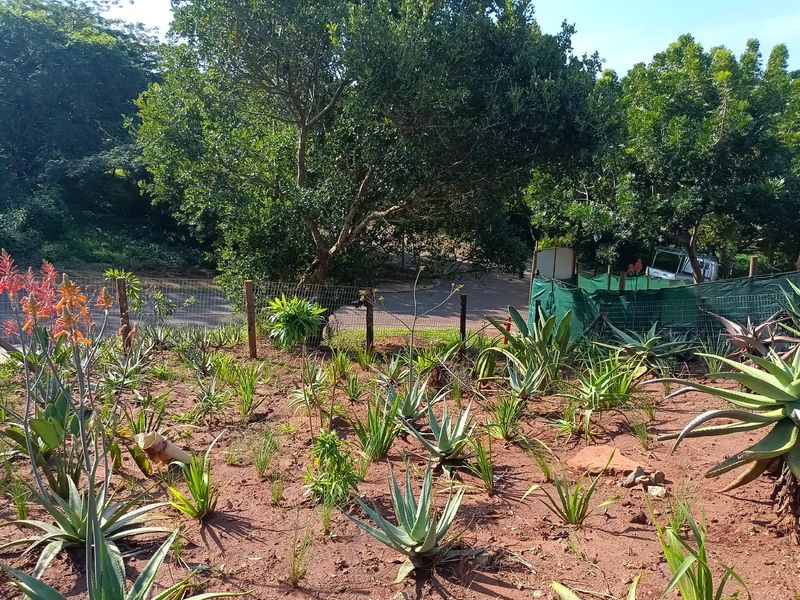 A landscaped garden area featuring various aloe plants and mature trees, enclosed by wire mesh fencing.