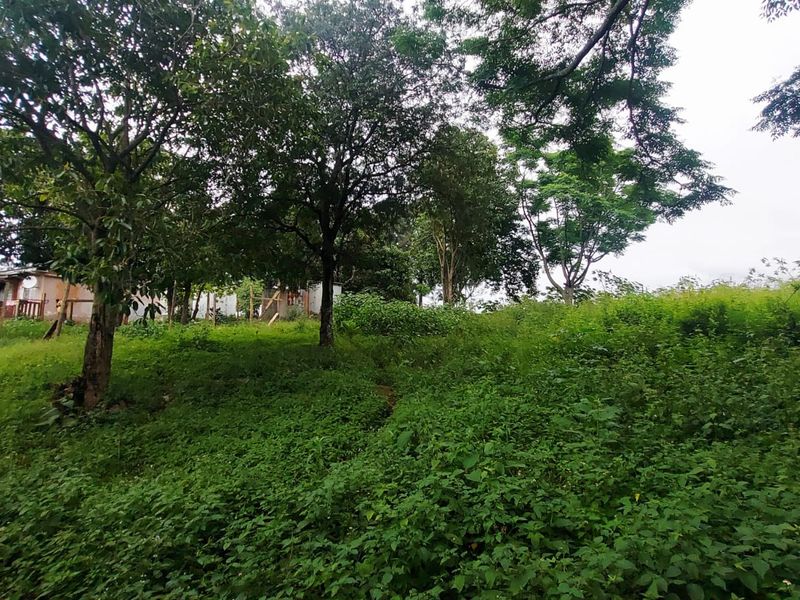 A view of a sloped residential plot featuring mature trees and natural vegetation.