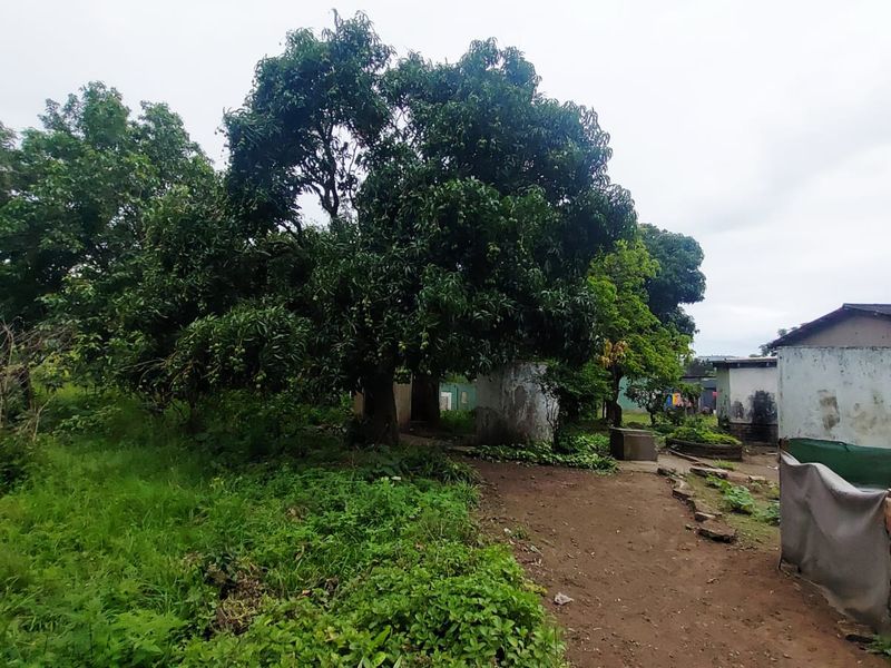 A view of a residential garden area featuring mature trees, a dirt pathway, and weathered exterior building walls on the property.
