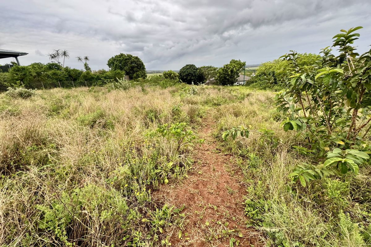 A view of a vacant residential plot featuring overgrown grass and natural vegetation, offering potential for future development.