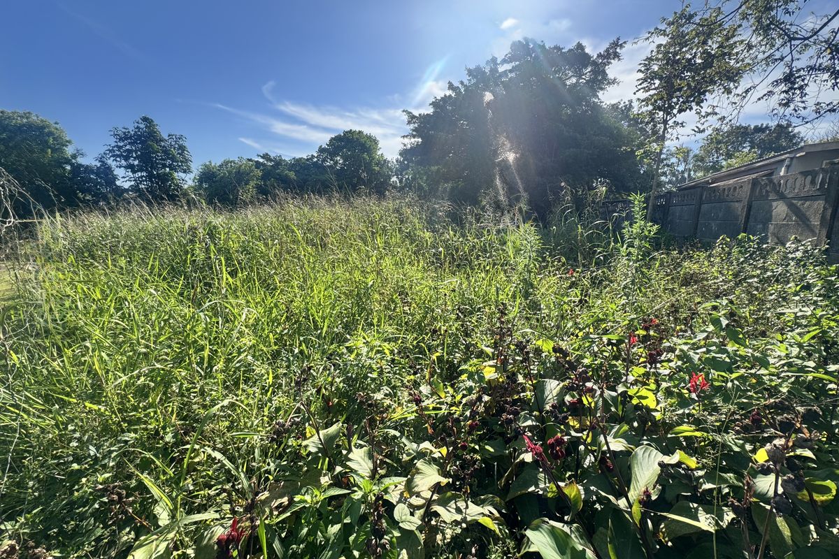 A view of an overgrown residential plot featuring dense vegetation and a concrete boundary wall.