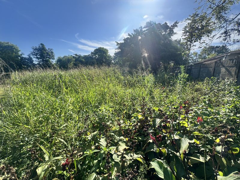 A view of an overgrown residential plot featuring dense vegetation and a concrete boundary wall.