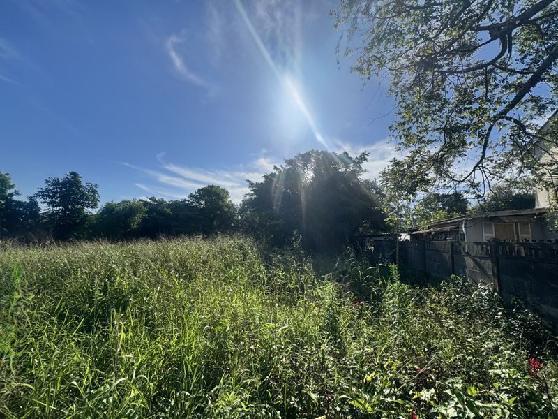 A view of a vacant residential plot featuring overgrown vegetation, mature trees, and a boundary wall.