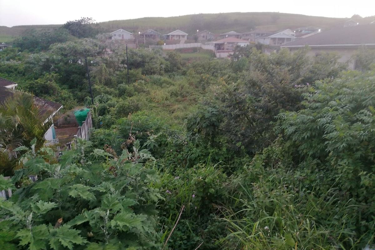 An elevated view of a vacant residential plot featuring dense, overgrown vegetation and surrounding neighborhood housing.