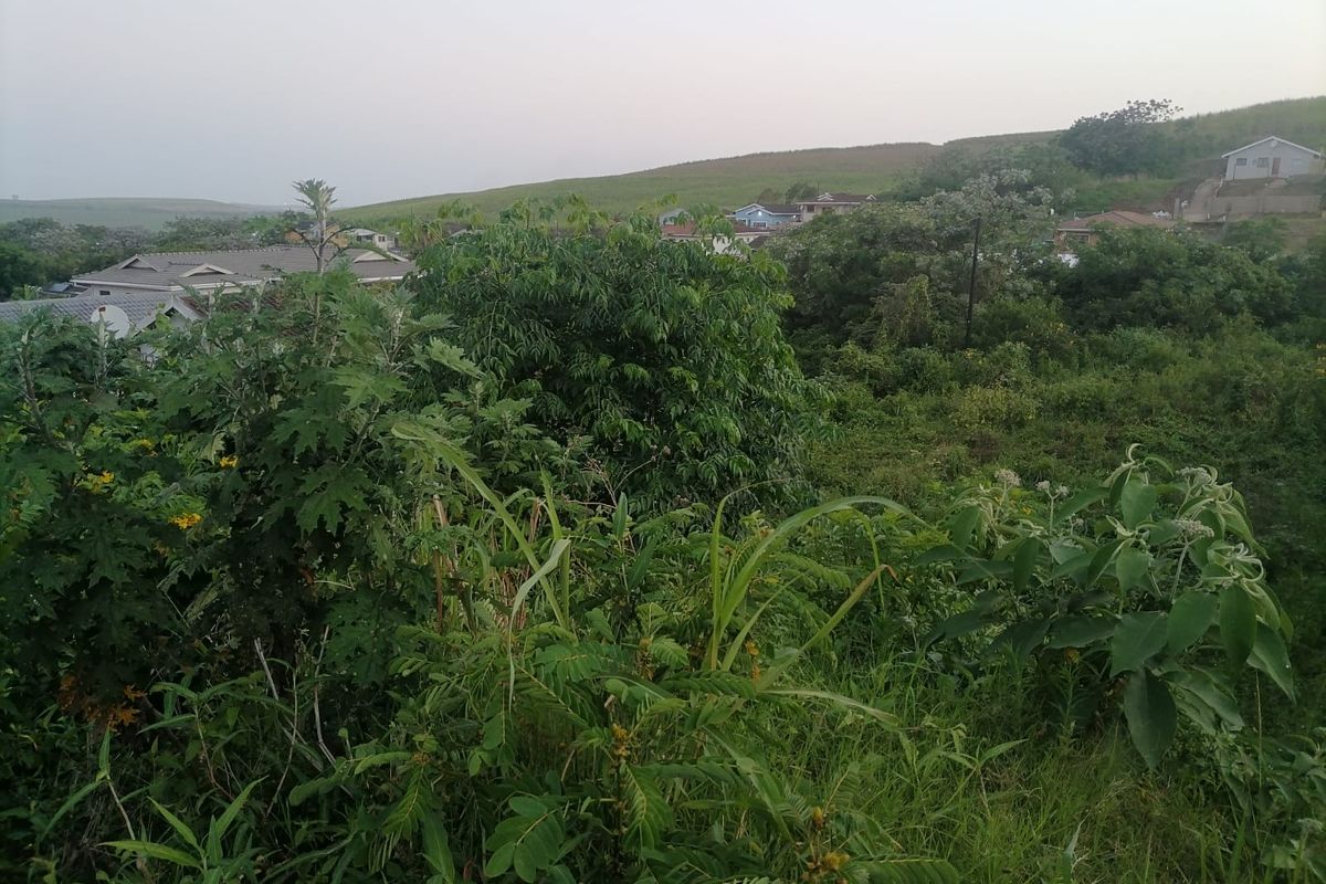 A view of the surrounding residential landscape and natural vegetation from the vacant land plot.