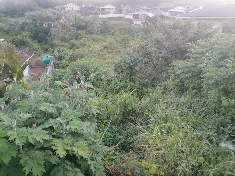 An elevated view of a sloped, heavily overgrown residential plot with dense vegetation and surrounding neighborhood houses in the background.