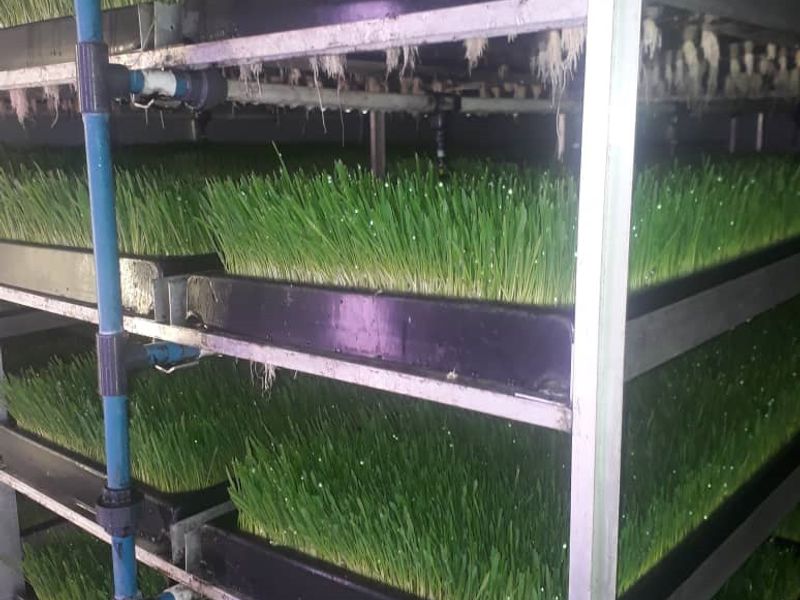 A specialized indoor hydroponic fodder production system featuring multi-tier shelving and integrated irrigation infrastructure for agricultural cultivation.