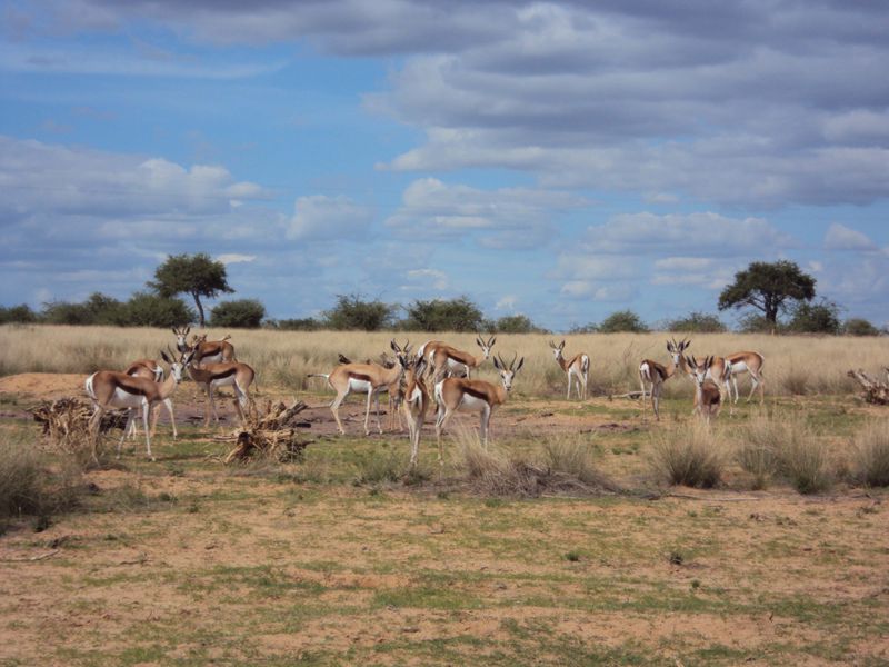 A scenic view of the open veld landscape featuring a herd of springbok grazing on the small holding property.