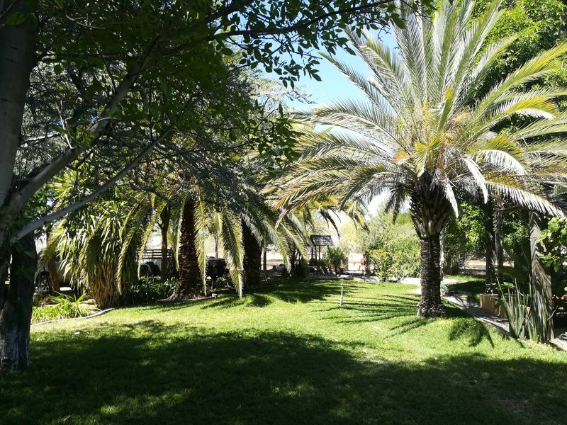 A lush, well-maintained garden area featuring mature palm trees and established greenery, providing a serene outdoor space on the small holding.