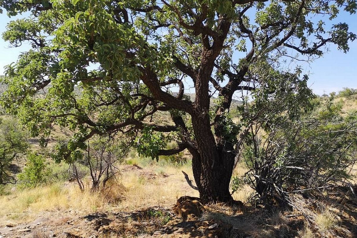 PLOTS FOR SALE - KLEIN AUB ESTATE - WINDHOEK - Photo 4