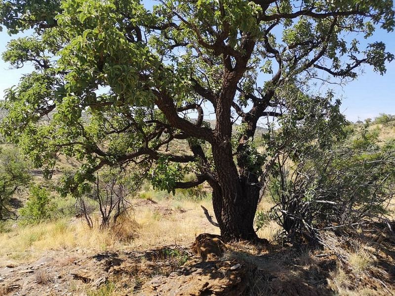 PLOTS FOR SALE - KLEIN AUB ESTATE - WINDHOEK - Photo 4