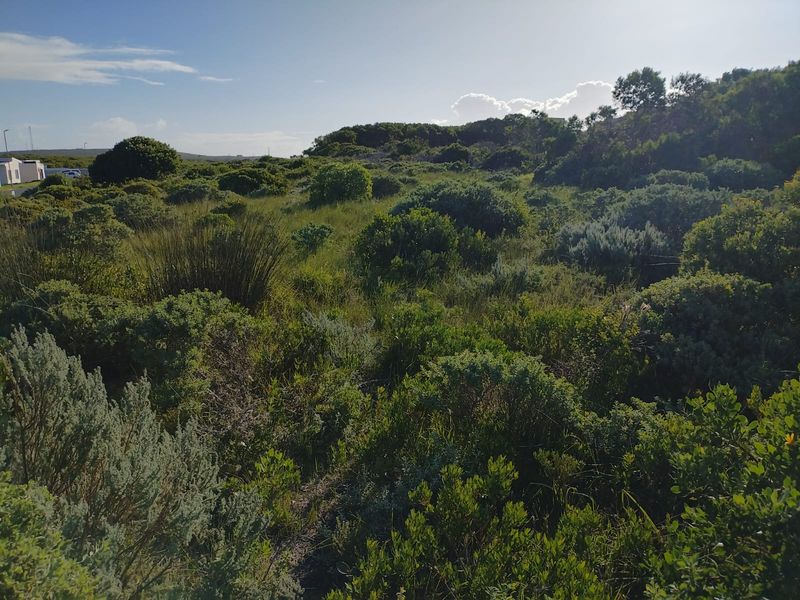 A view of a vacant residential plot featuring natural indigenous vegetation and coastal shrubbery.