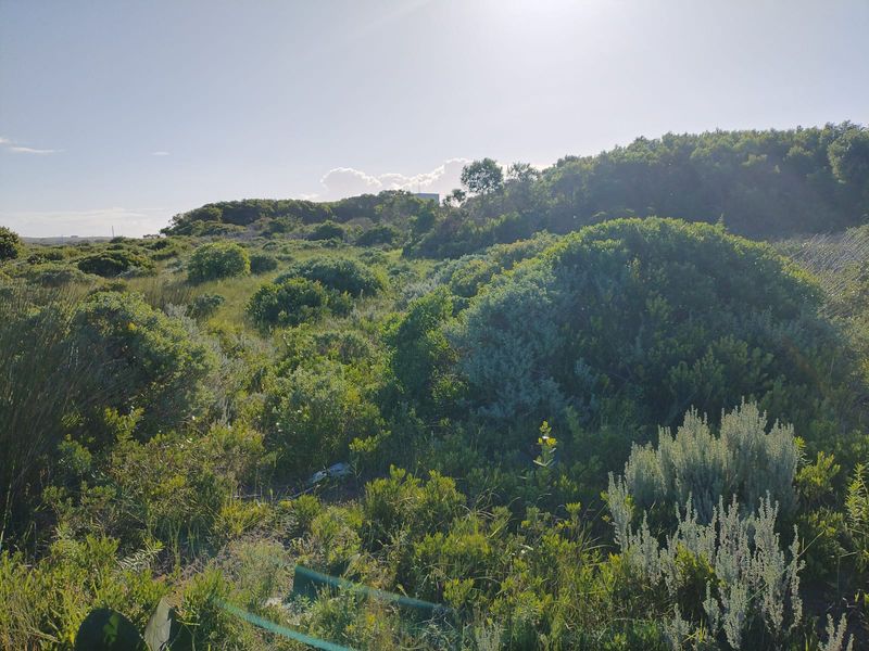 A view of a vacant residential plot featuring natural coastal vegetation and shrubbery.
