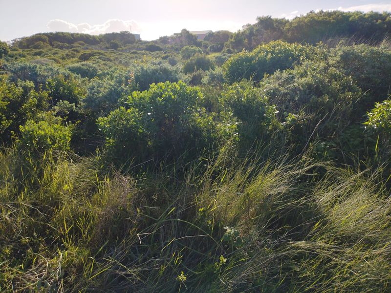 A view of a vacant residential plot covered in dense native coastal vegetation and natural shrubbery.