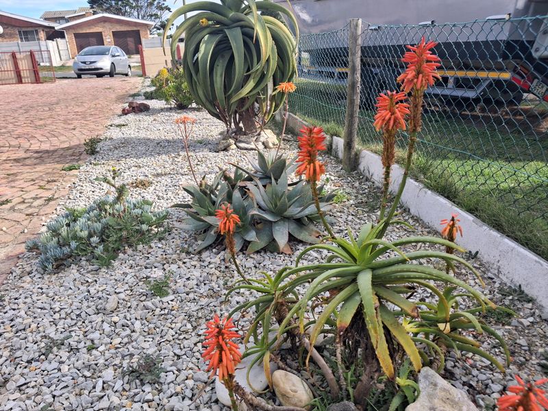 A low-maintenance garden area featuring gravel landscaping, established aloe plants, and a paved driveway section enclosed by a chain-link fence.