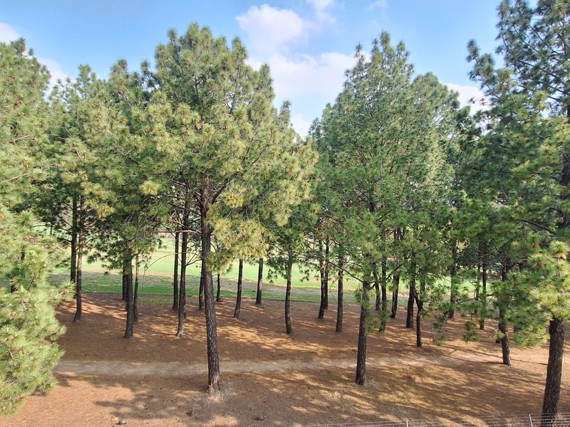 A scenic view of a mature pine forest area, providing a natural and tranquil outlook from the property.