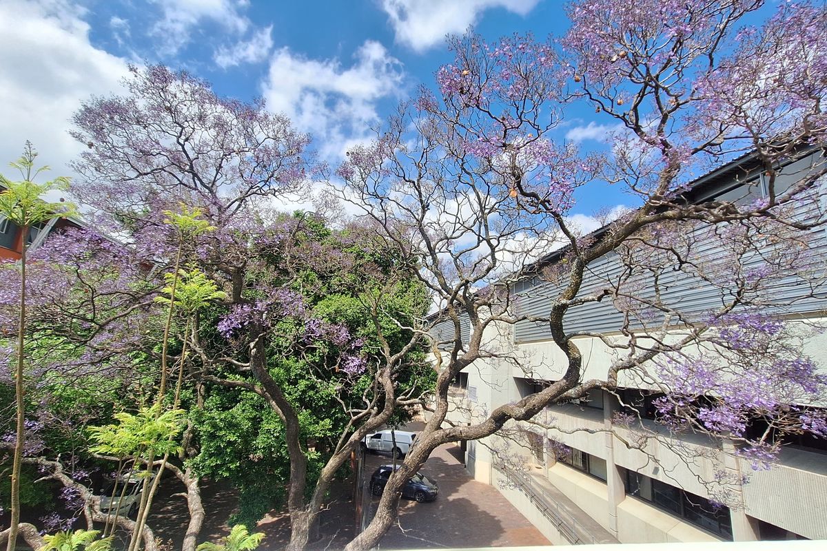 Exterior view of the office building featuring concrete architecture, metal louvers, and mature jacaranda trees overlooking a paved parking area.