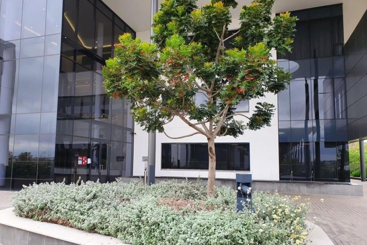 Modern office building exterior featuring a glass curtain wall facade, paved entrance area, and a landscaped garden bed with a mature tree.