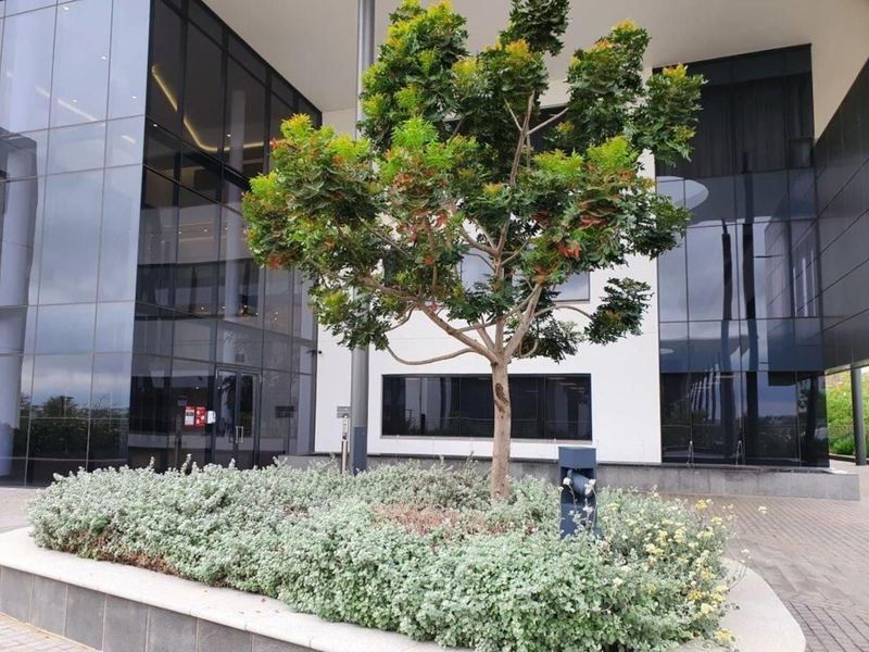 Modern office building exterior featuring a glass curtain wall facade, paved entrance area, and a landscaped garden bed with a mature tree.