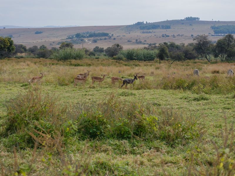 A scenic view of open grassland and natural landscape, showcasing the expansive, undeveloped nature of the property.