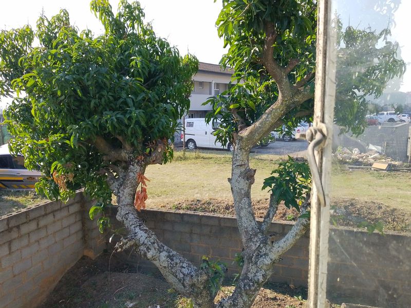 View of a garden area featuring a mature tree and a concrete block boundary wall, captured through a window frame.