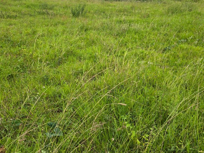 A view of an undeveloped residential plot covered in natural grass and vegetation.