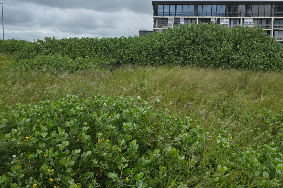 A view of an undeveloped residential plot featuring natural coastal vegetation with neighboring multi-story residential buildings in the background.