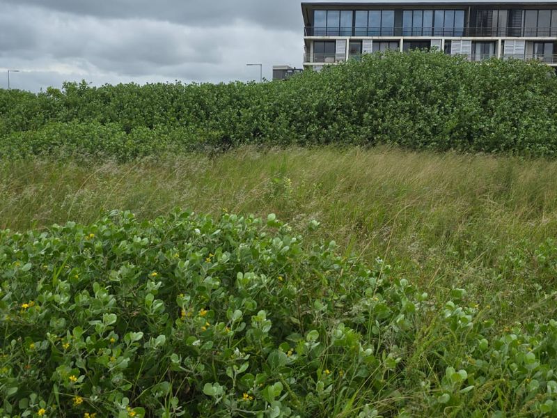 A view of an undeveloped residential plot featuring natural coastal vegetation with neighboring multi-story residential buildings in the background.