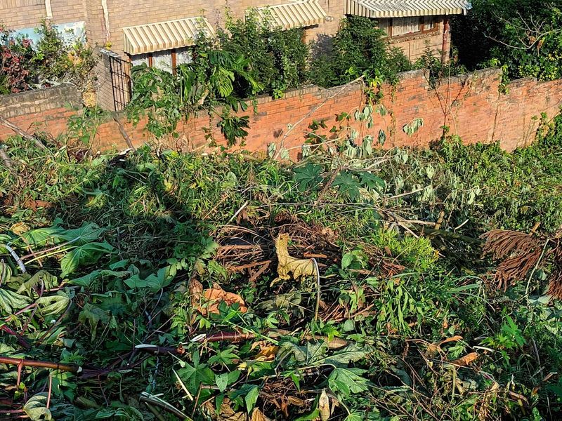 An overgrown residential garden area featuring a brick boundary wall and existing structural awnings on the adjacent building.