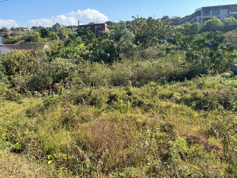 A view of a vacant residential plot covered in dense, overgrown vegetation and mature trees.