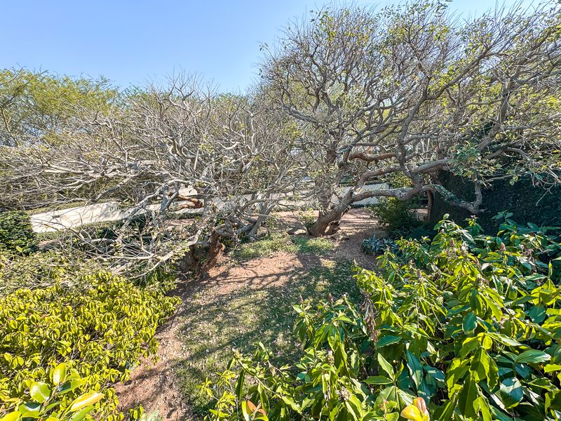 A mature garden area featuring established trees, landscaped shrubbery, and a low retaining wall, providing a natural outdoor setting.
