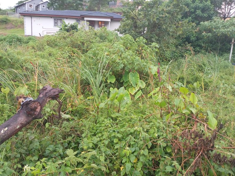 A view of a vacant residential plot featuring dense, overgrown vegetation and mature trees, with neighboring residential properties visible in the background.