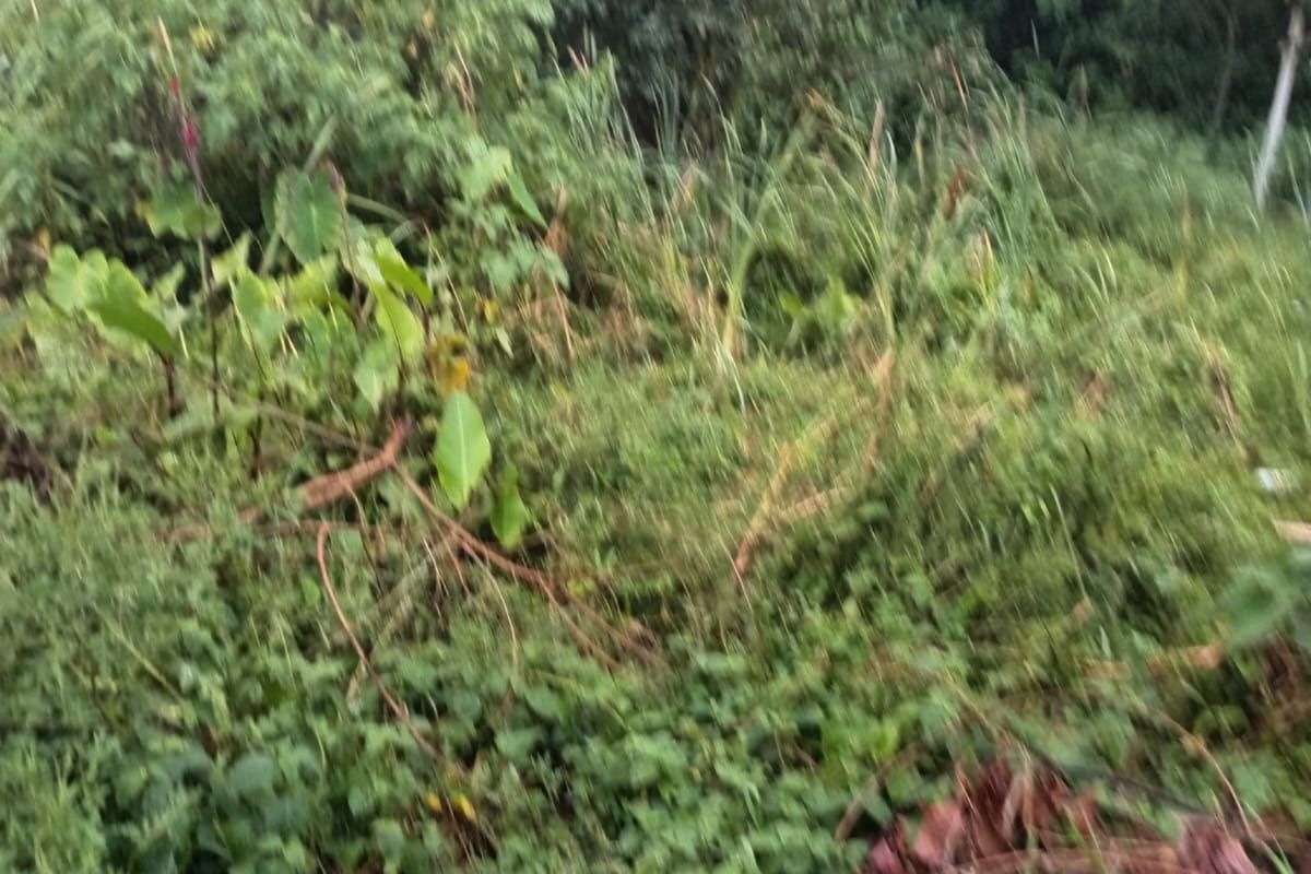 A view of an overgrown residential plot featuring dense vegetation and mature trees, requiring significant clearing and landscaping.