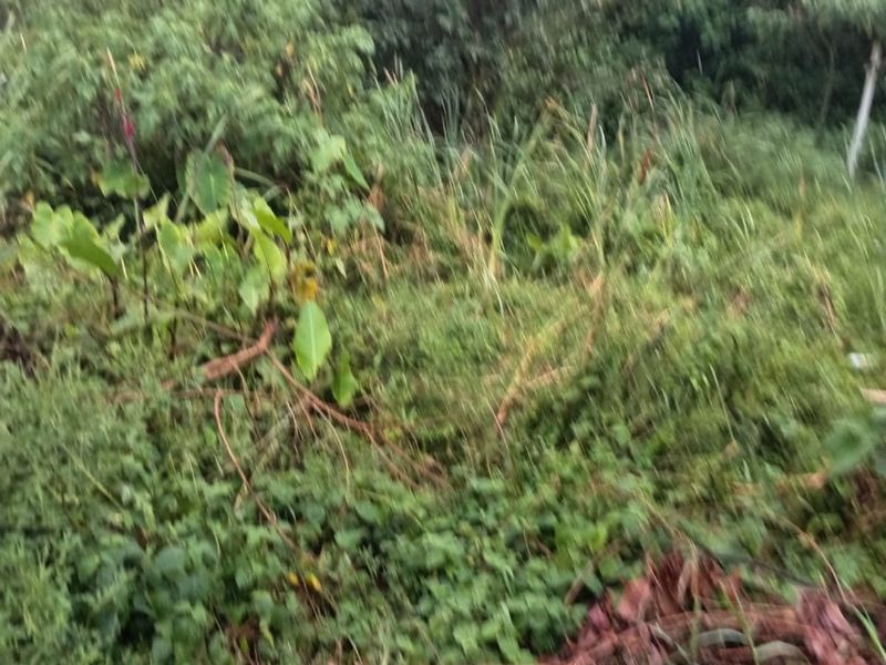 A view of an overgrown residential plot featuring dense vegetation and mature trees, requiring significant clearing and landscaping.