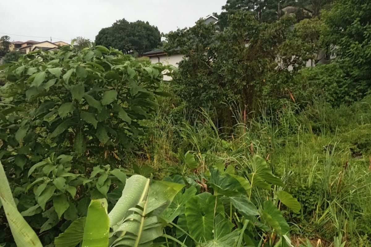 A view of a sloped, overgrown residential plot featuring dense natural vegetation and established trees.