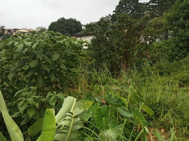 A view of a sloped, overgrown residential plot featuring dense natural vegetation and established trees.